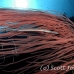 trumpetfish_tc_h_0608_pal2646.jpg